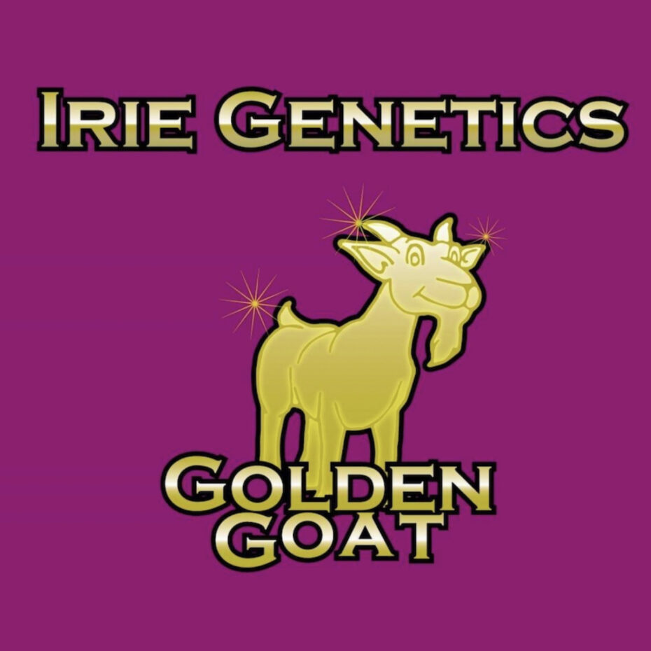 Golden Goat Feminized Seeds Irie Direct