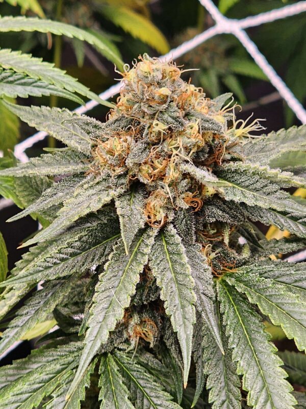 Chemical Cocktail Feminized Seeds