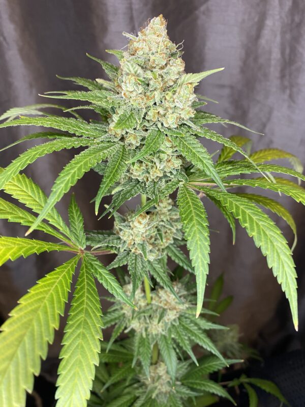 Candylicious Feminized Seeds