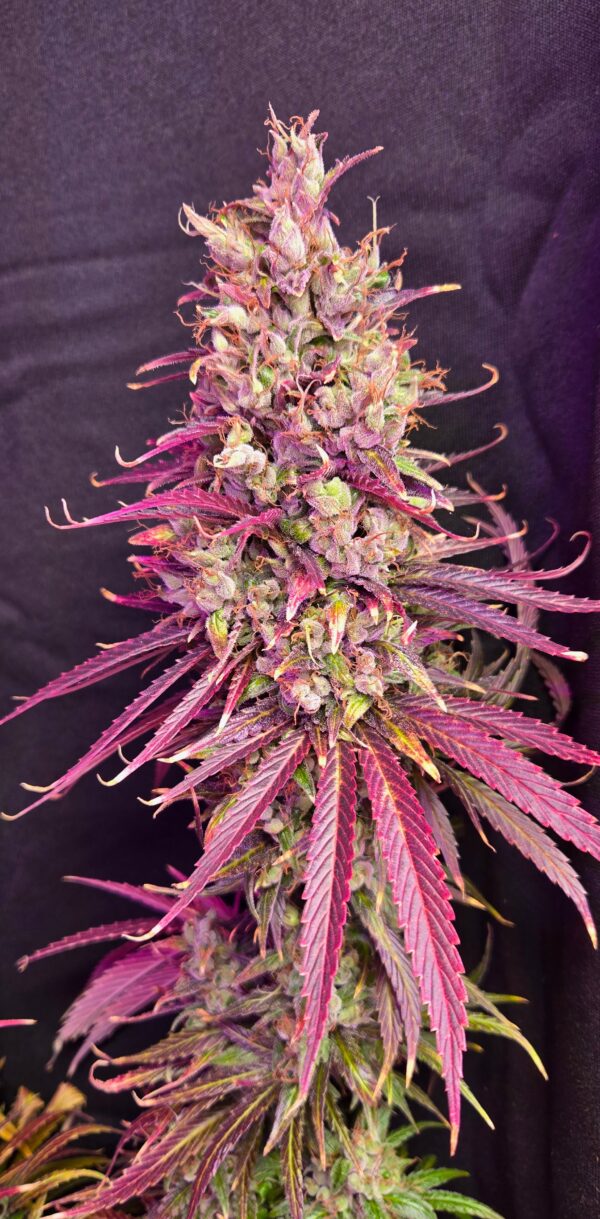 Purple Heart Feminized Seeds 3 Pack