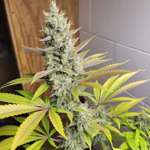 Bobby Knight Feminized Seeds